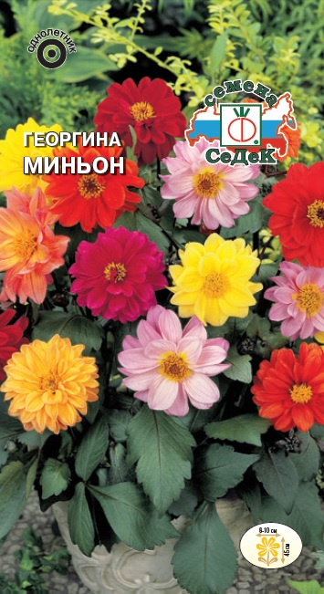 Семена цветов - Георгина Миньон 0,2 г - 2 пакета